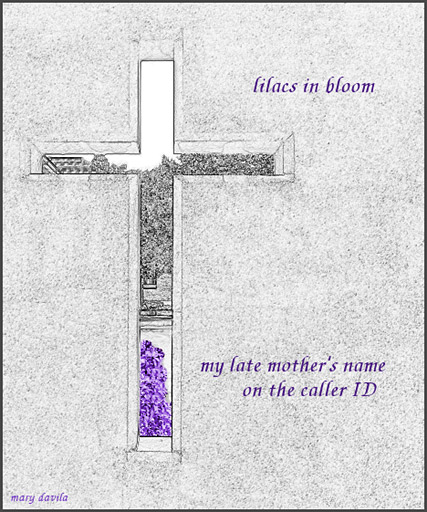 lilacs