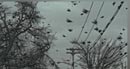 christmas eve, mob of birds on lawn