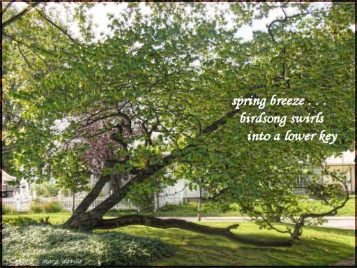 spring breeze
