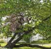 spring breeze