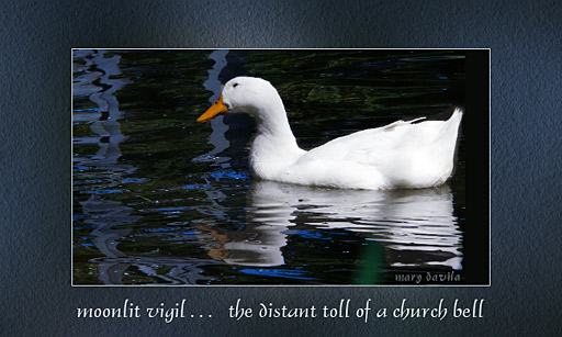 goose in water - moonlit vigil