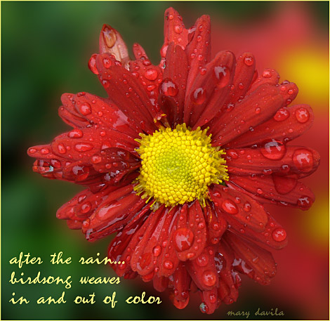raindrops on daisy after the rain