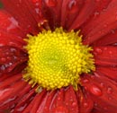 after the rain