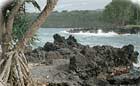 tropical sounds