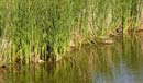 spring ripples