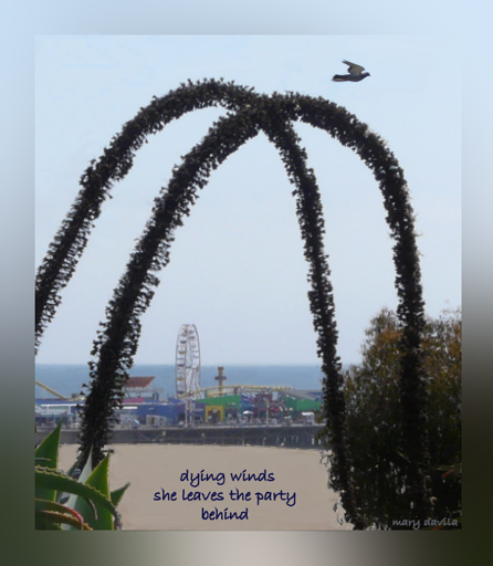 curved branches and bird over the Santa Monica Pier, dying winds