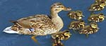 duck with ducklings