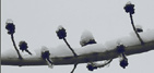 snow on budding branch in spring