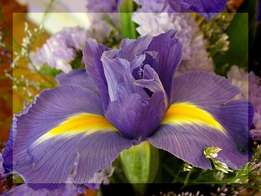 purple flowers