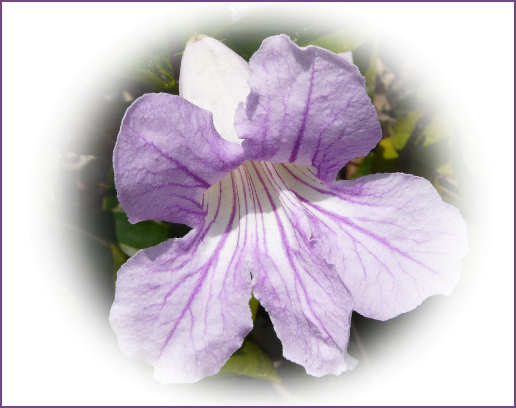 purple flower